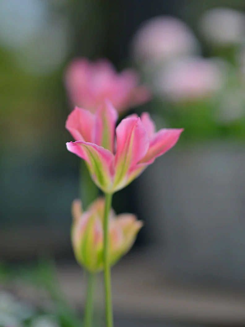 Tulpan 'Groenland' - Image 2