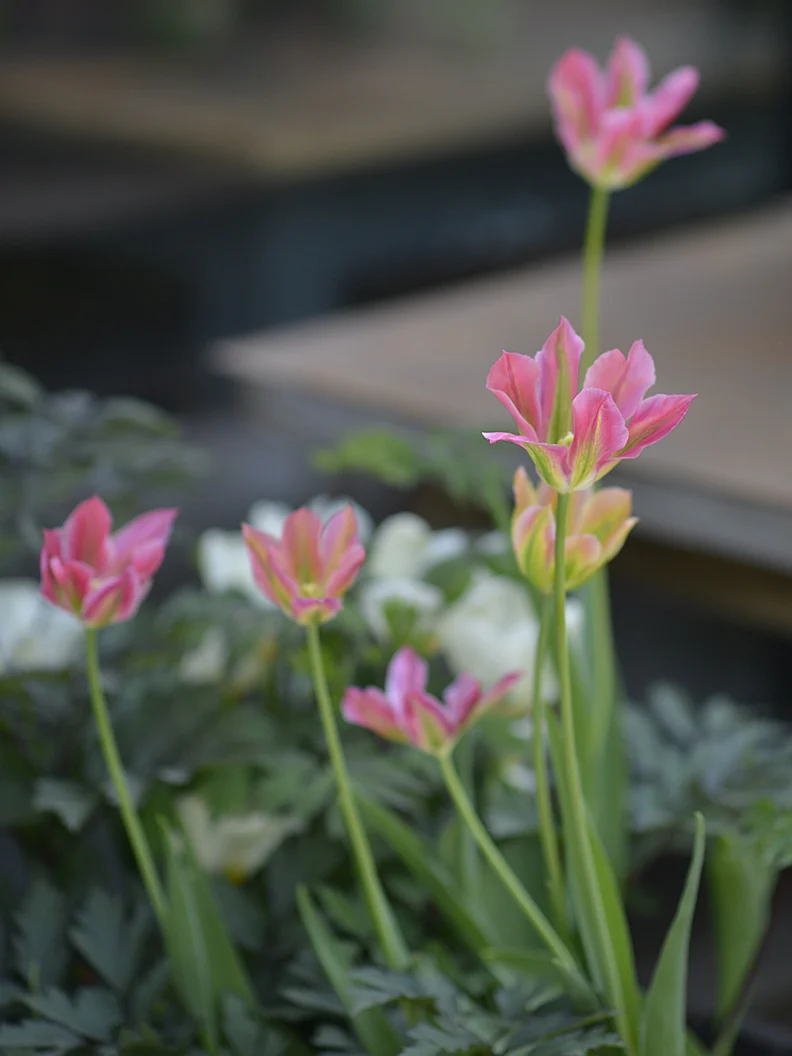 Tulpan 'Groenland' - Image 3