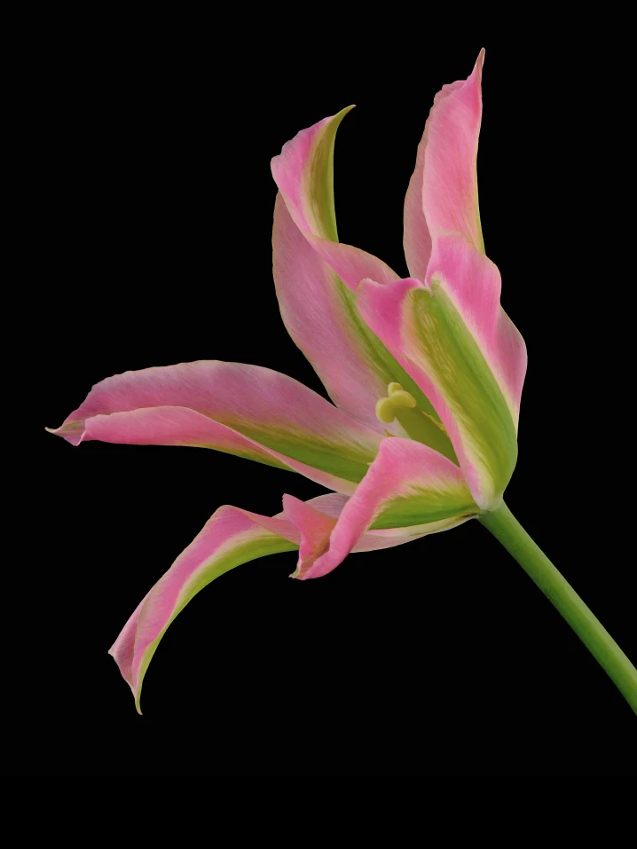 Tulpan 'Groenland' - Image 4