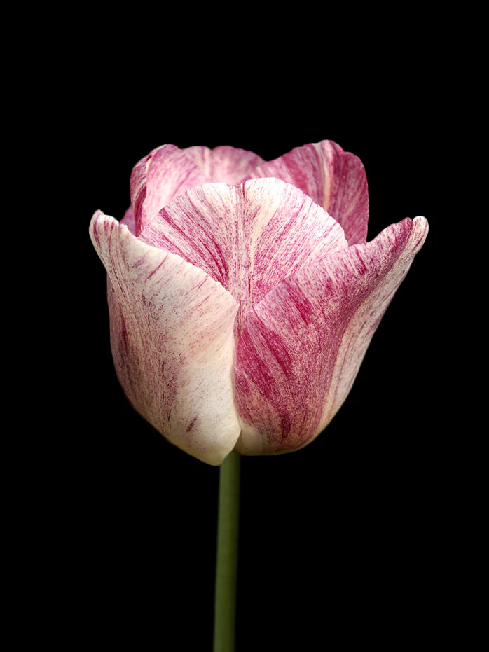 Miniatyrbild 1