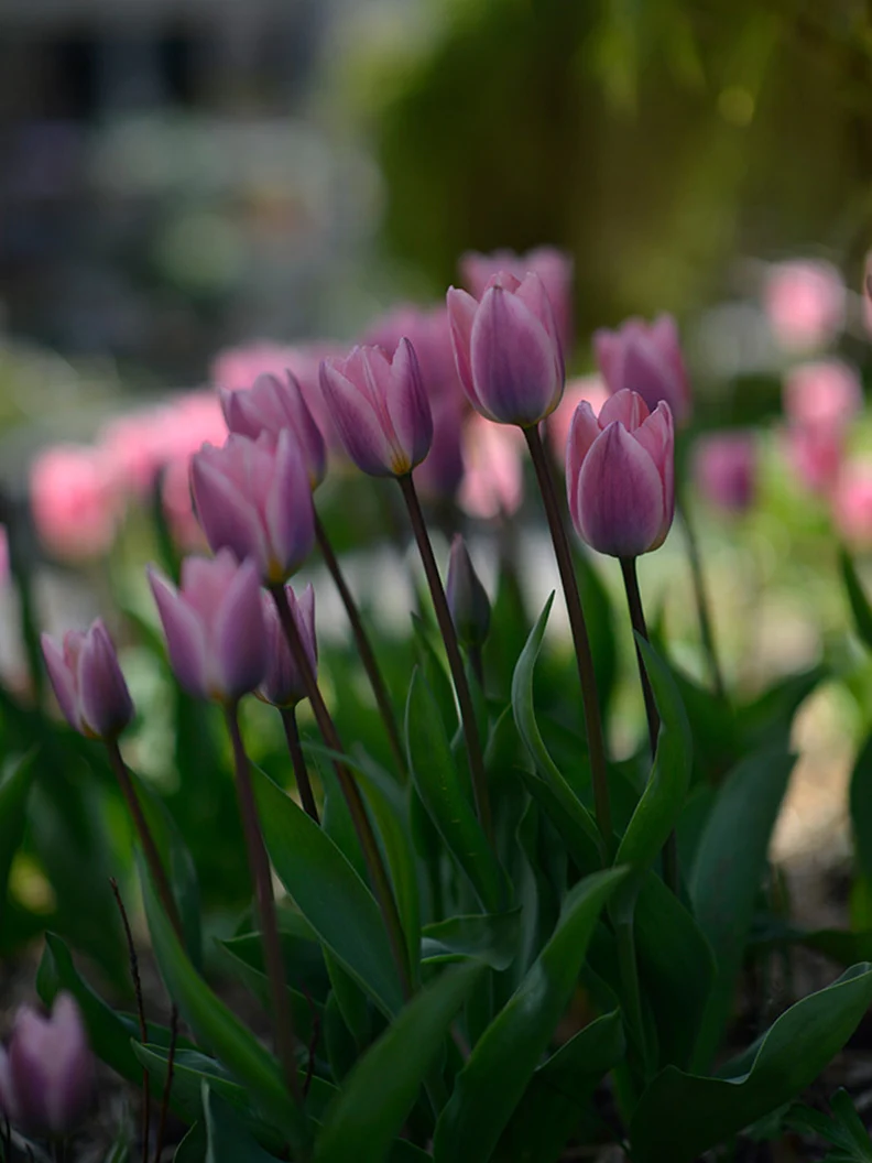 Tulpan 'Light and Dreamy' - Image 2