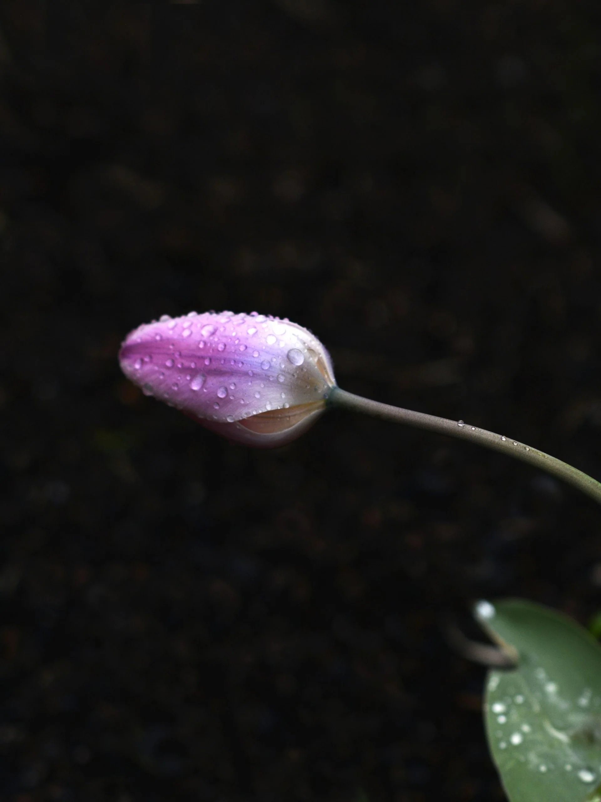 Tulpan 'Light and Dreamy' - Image 4