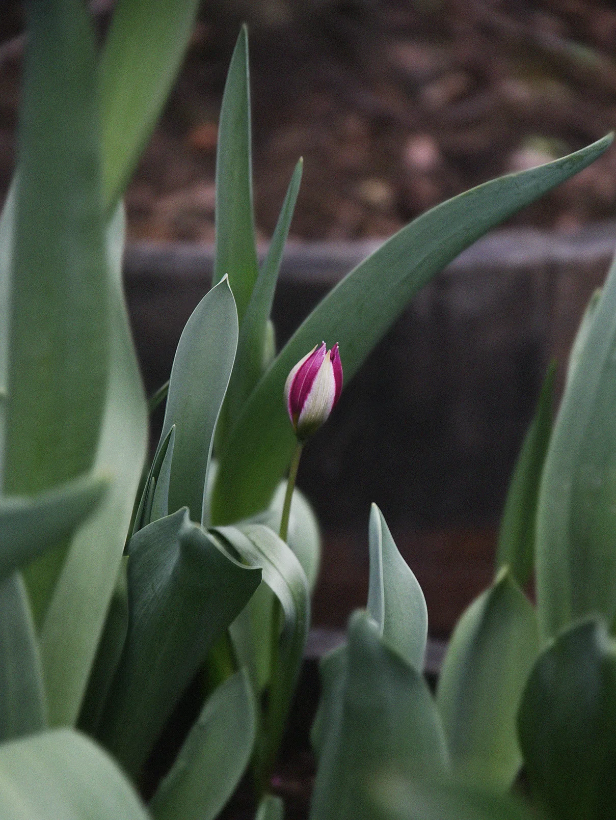 Miniatyrbild 1