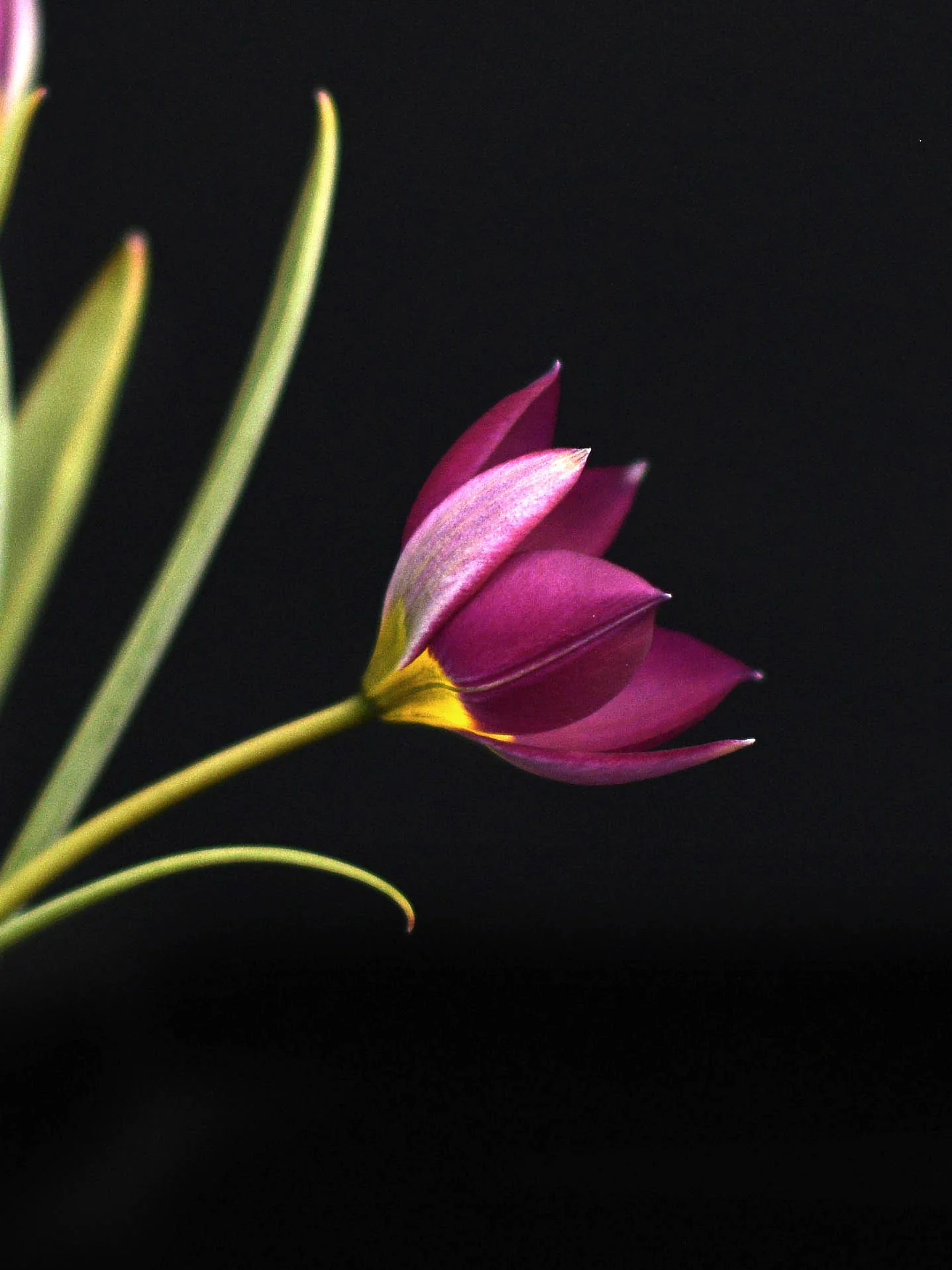 Miniatyrbild 2