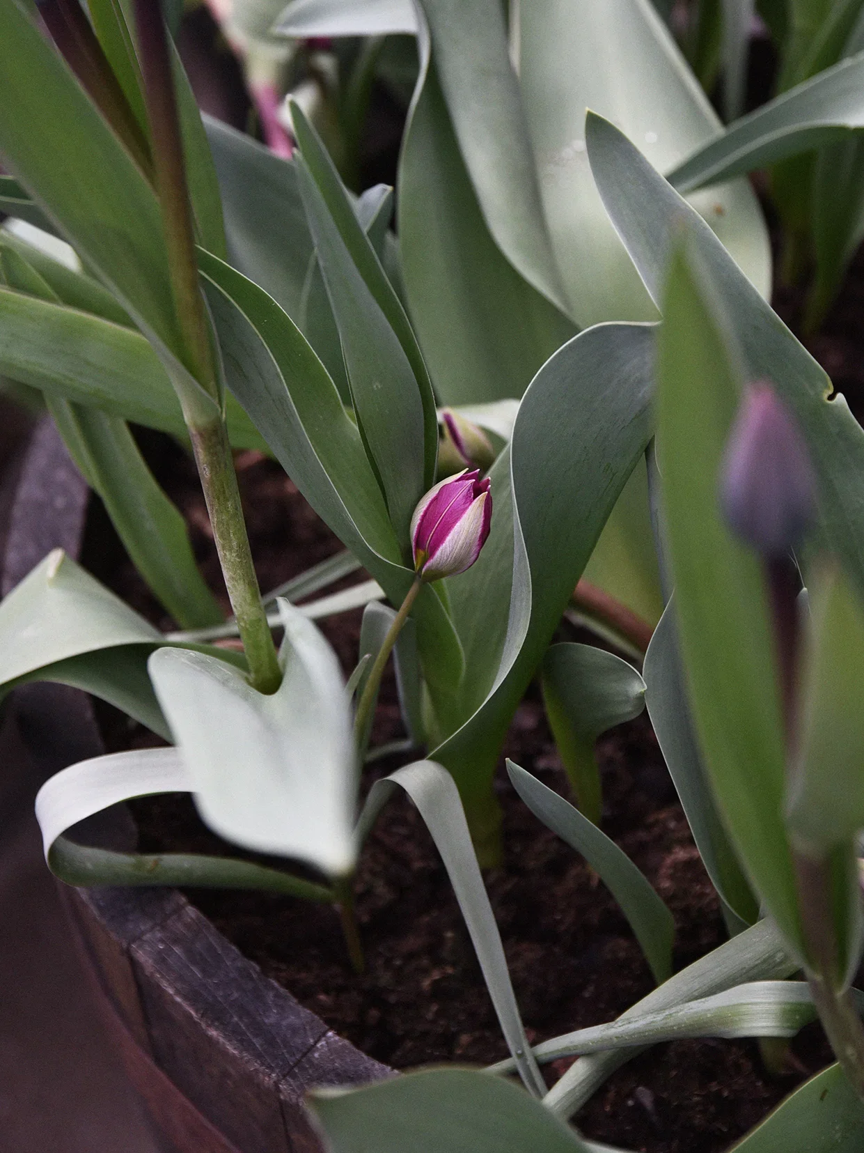 Tulpan 'Persian Pearl' - Image 3