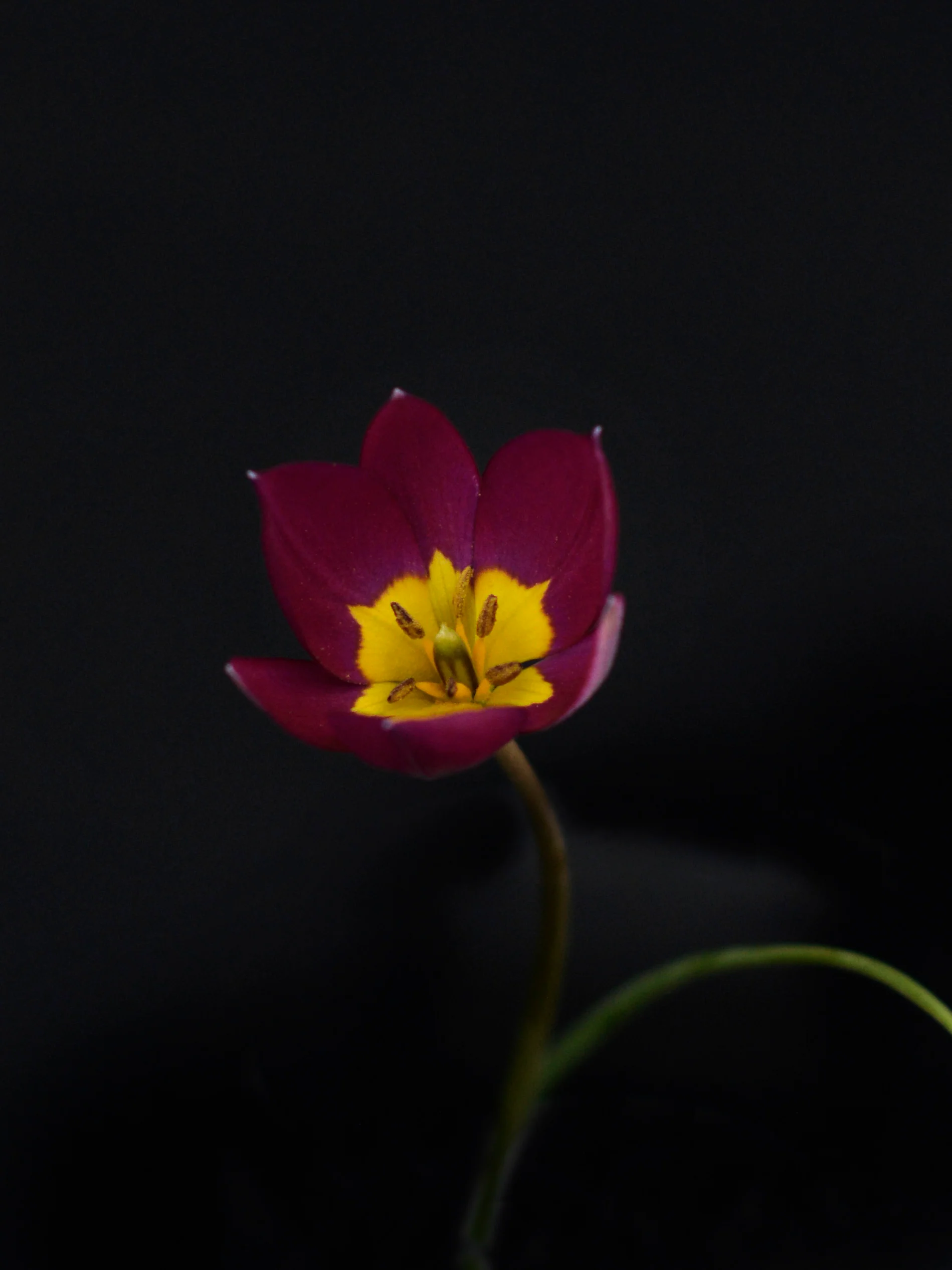 Tulpan 'Persian Pearl' - Image 4