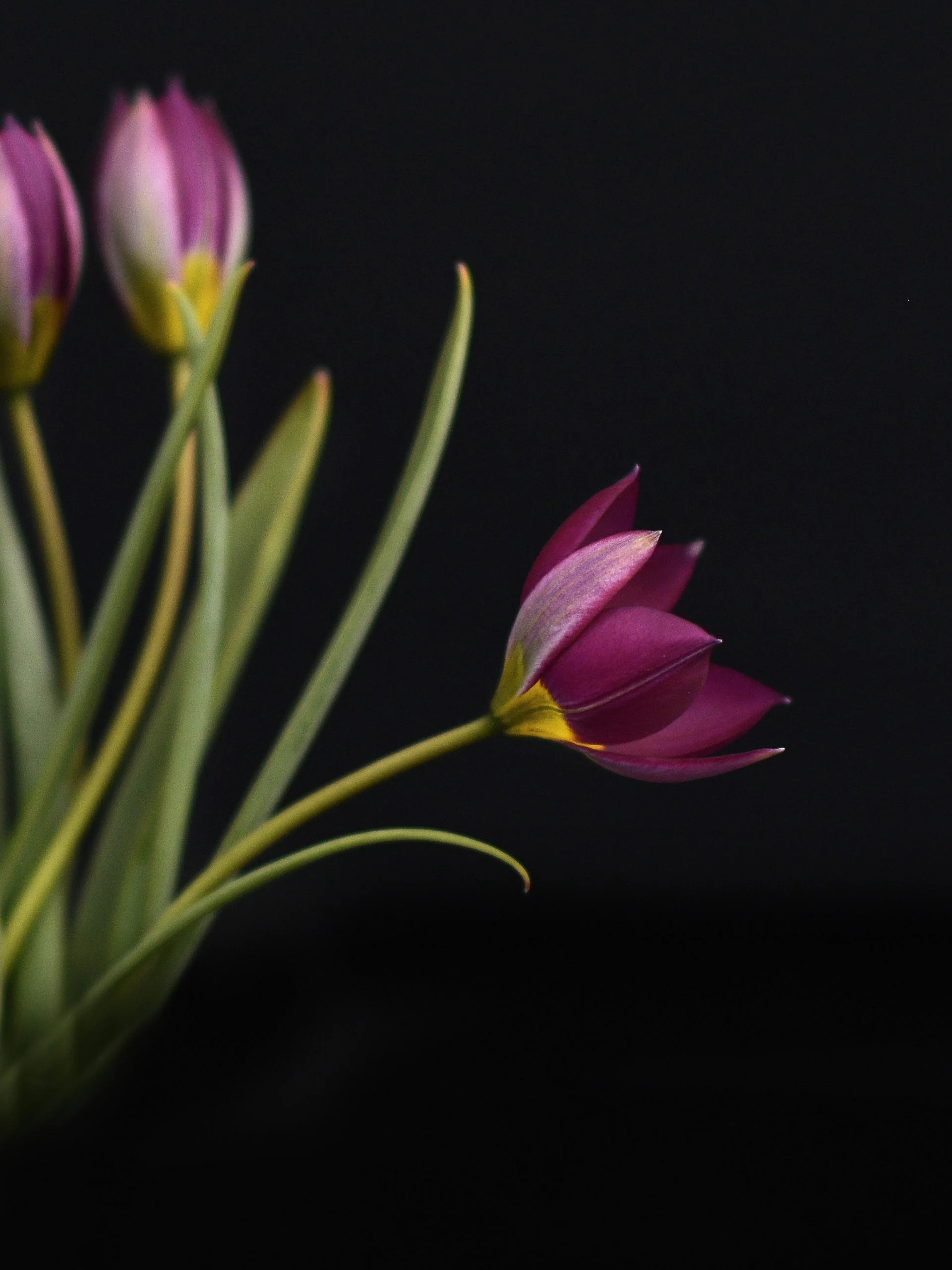 Tulpan 'Persian Pearl' - Image 5