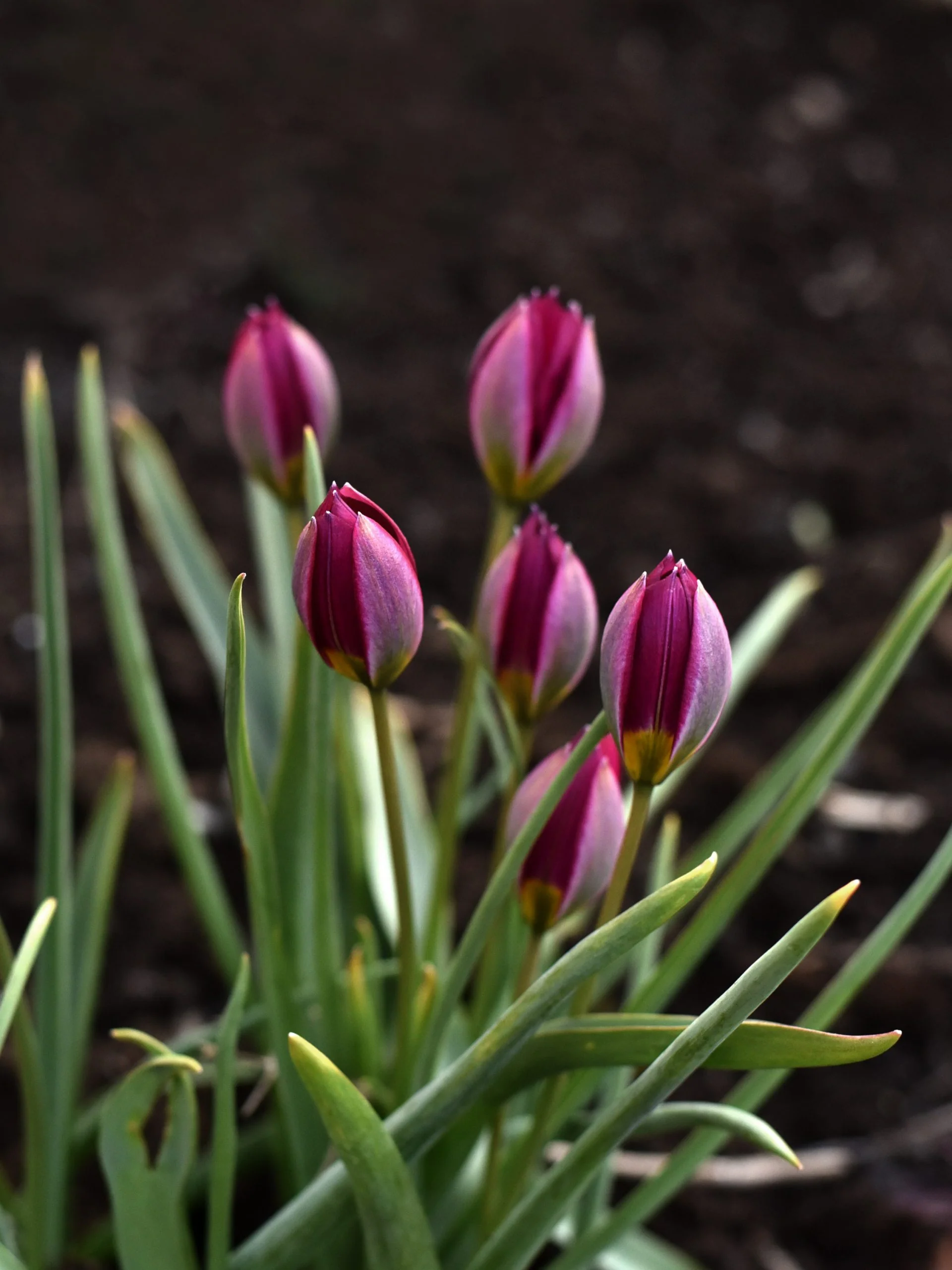 Tulpan 'Persian Pearl' - Image 6