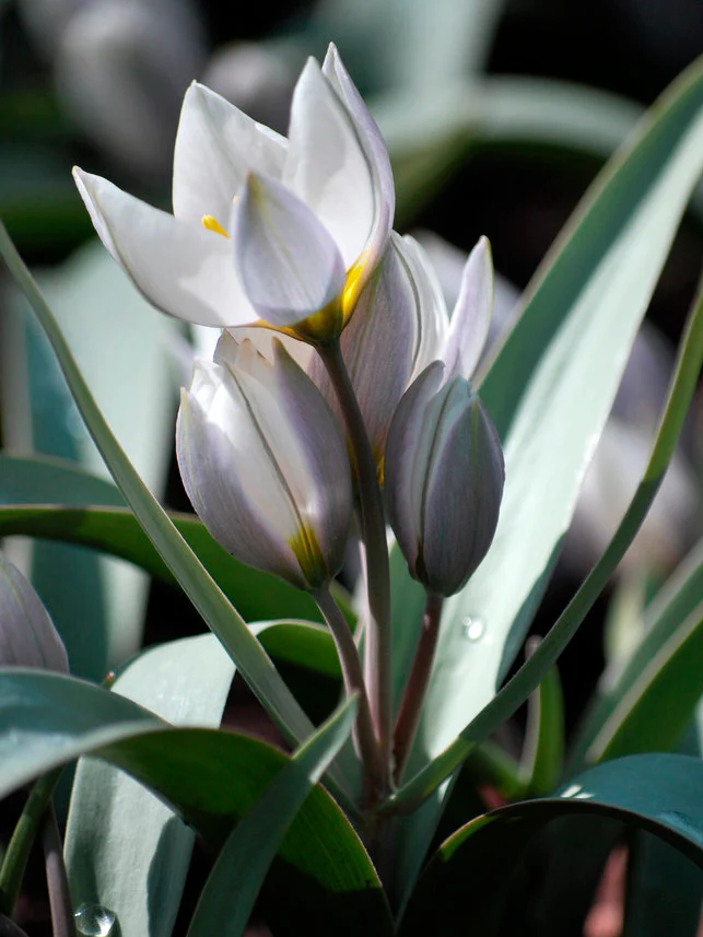 Tulpan 'Polychroma' - Image 2