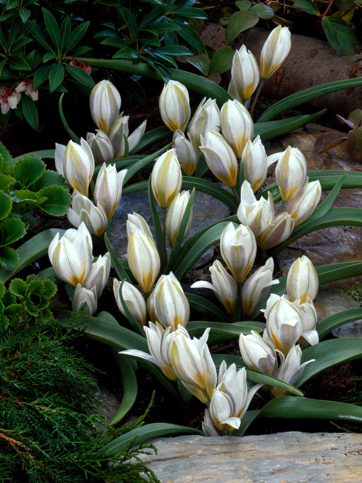 Tulpan 'Polychroma' - Image 5
