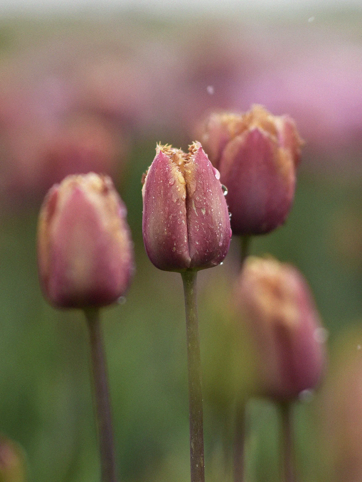 Tulpan 'Purple Rain' (Crispa Zalm Bruin) - Image 2