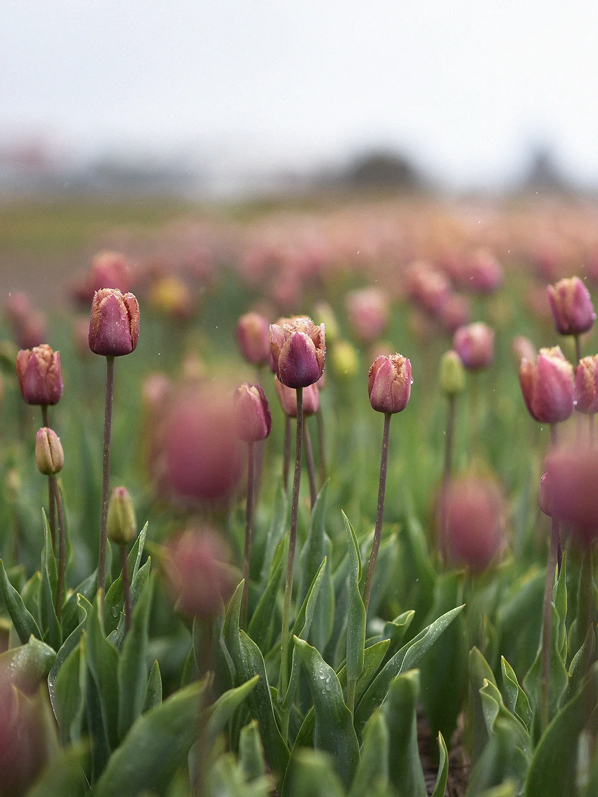 Tulpan 'Purple Rain' (Crispa Zalm Bruin) - Image 3