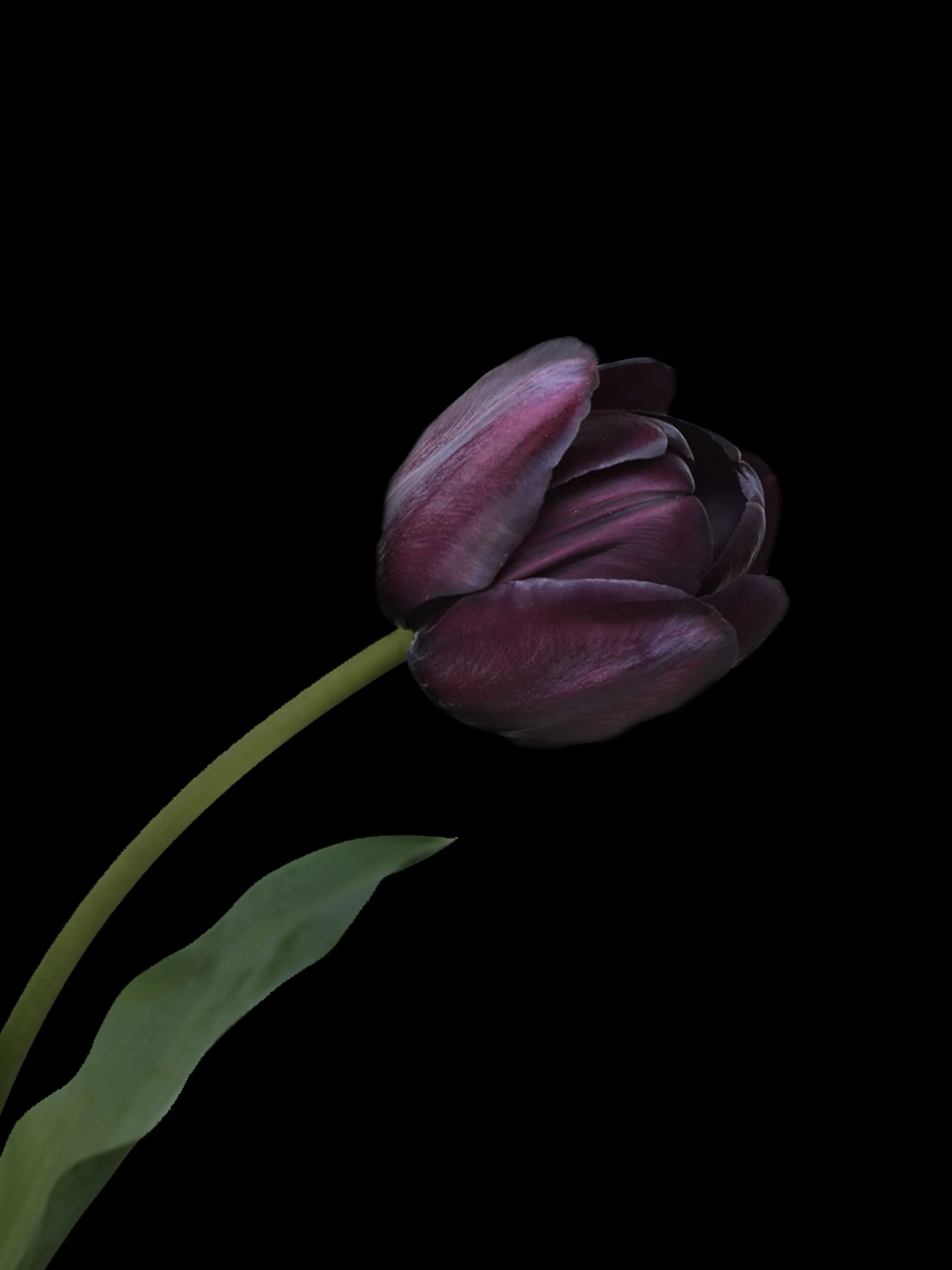 Tulpan "Queen of Night" - Image 2