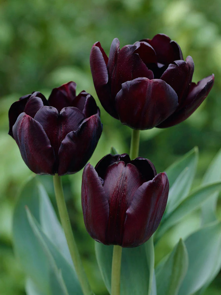 Tulpan "Queen of Night" - Image 3