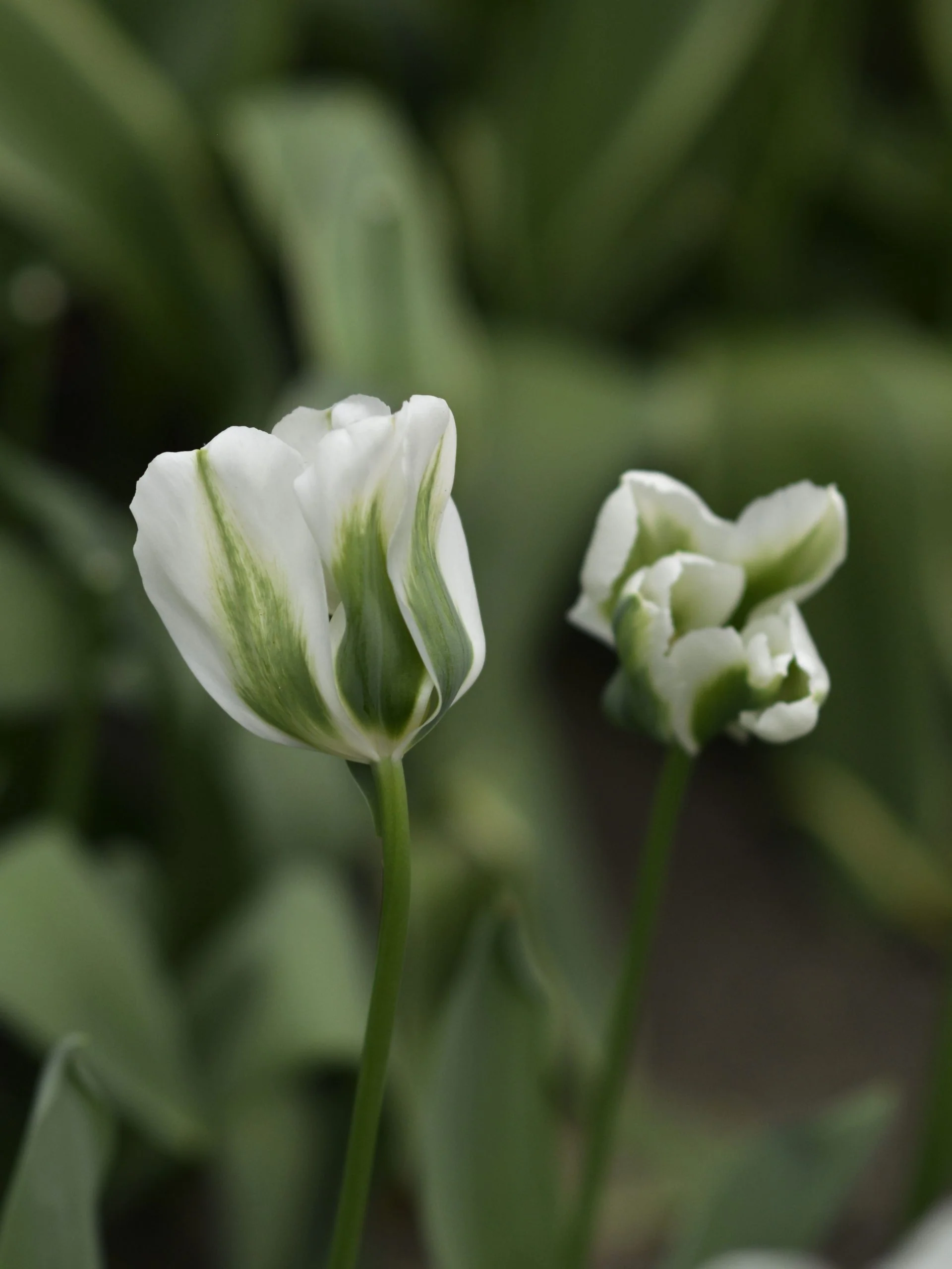 Tulpan 'Spring Green' - Image 2