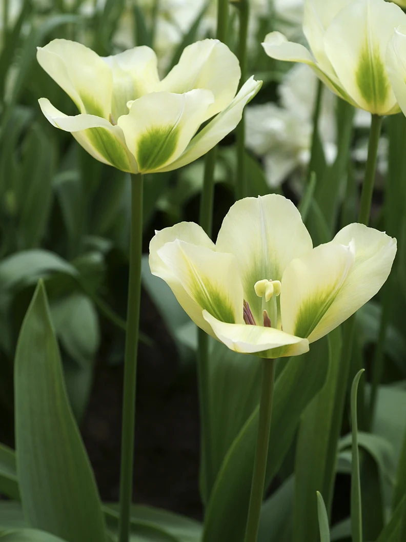 Tulpan 'Spring Green' - Image 3