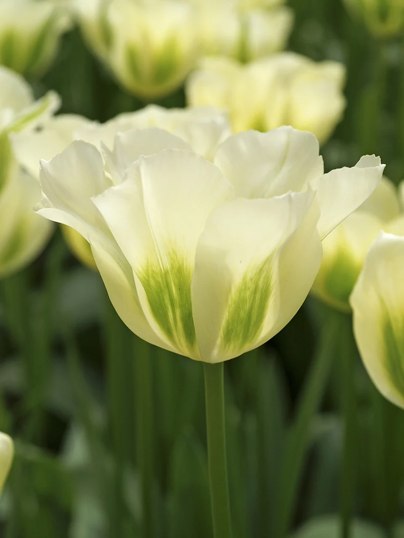 Tulpan 'Spring Green' - Image 4