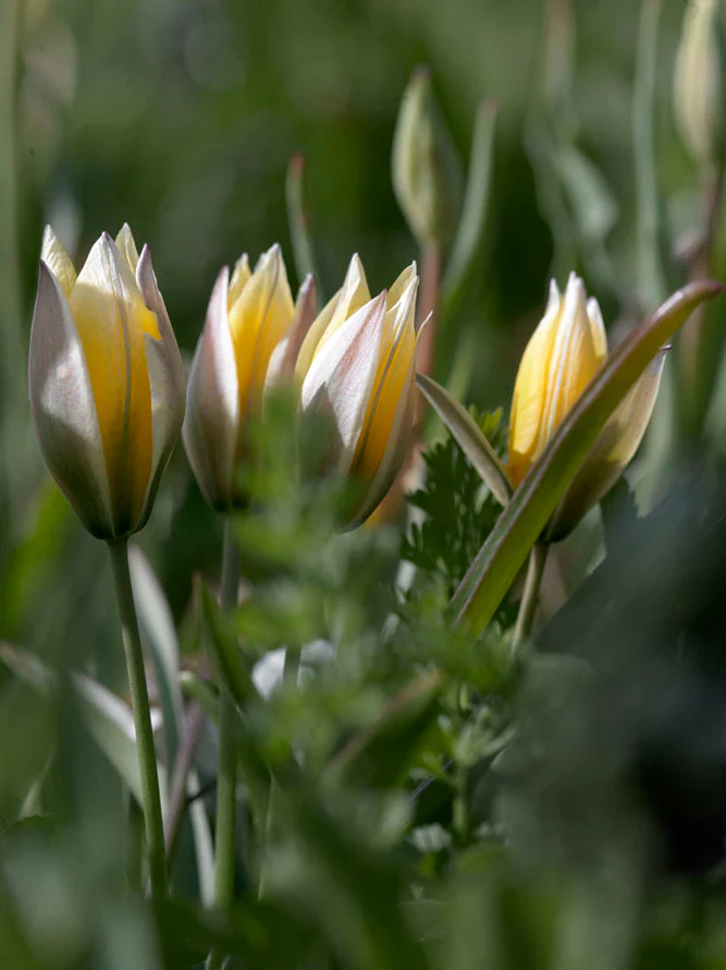 Miniatyrbild 1