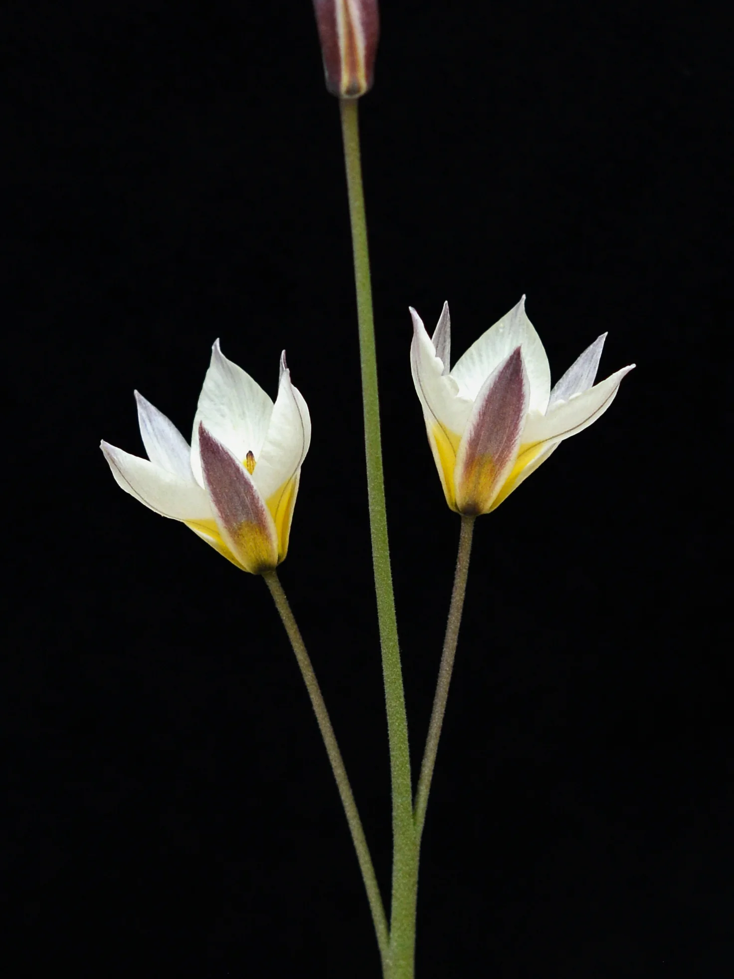 Tulpan 'Turkestanica' - Image 4