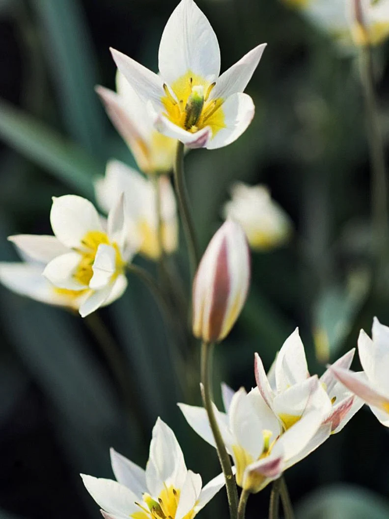Tulpan 'Turkestanica' - Image 5