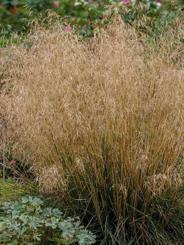 Tuvtåtel 'Goldtau' - Image 2