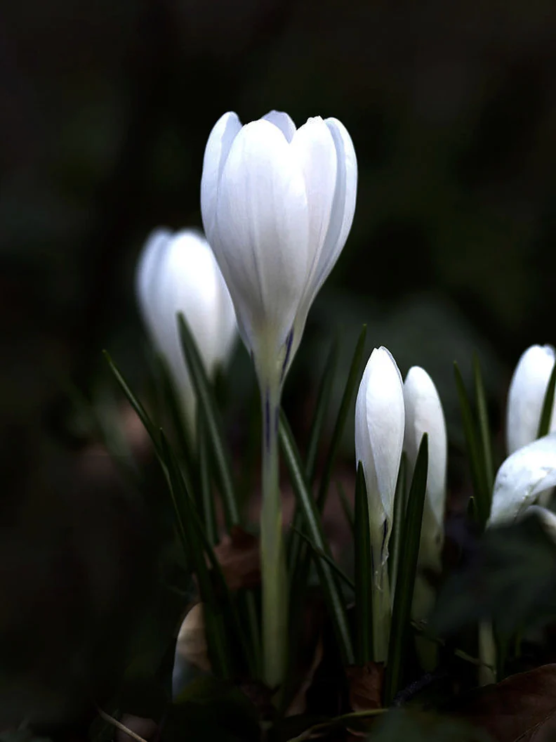 Miniatyrbild 1