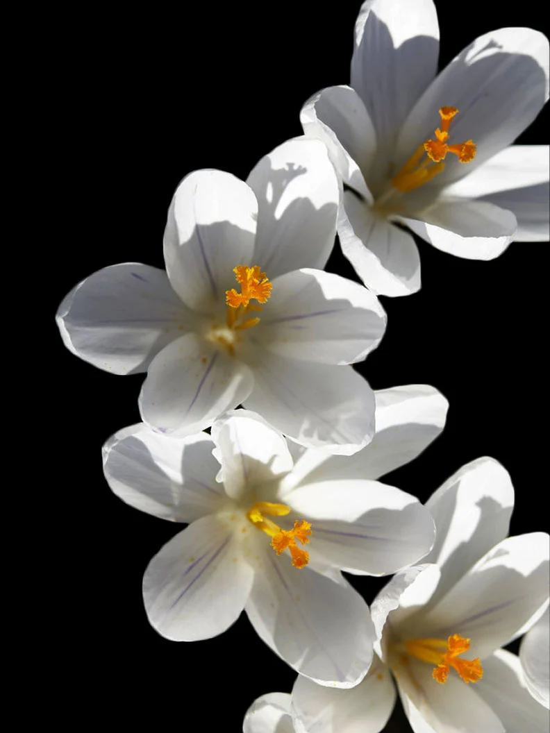 Vårkrokus 'Jeanne d'Arc' - Image 3
