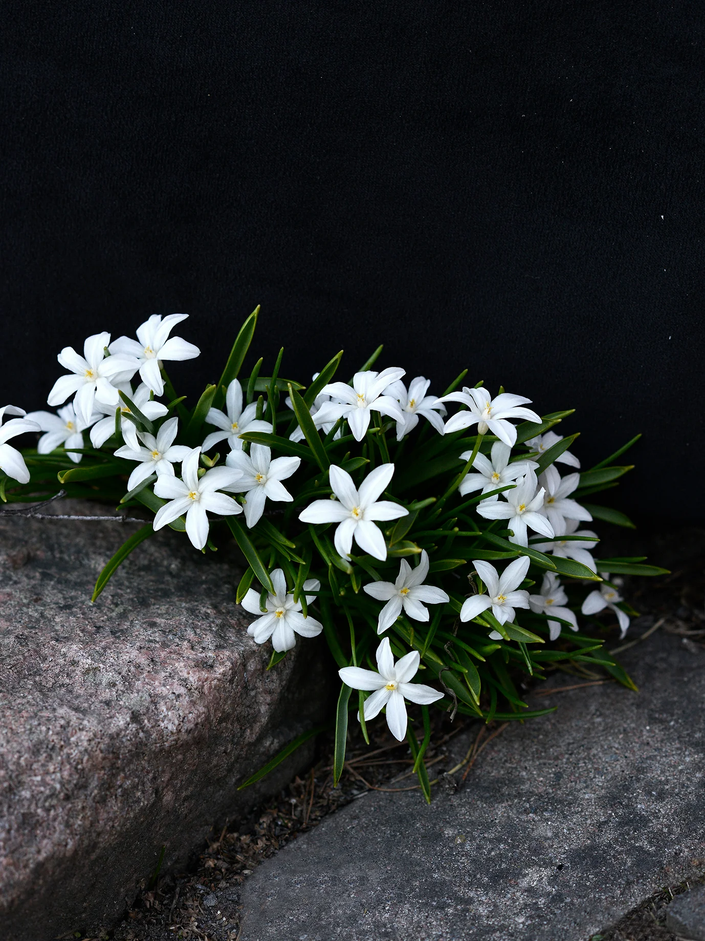 Miniatyrbild 1