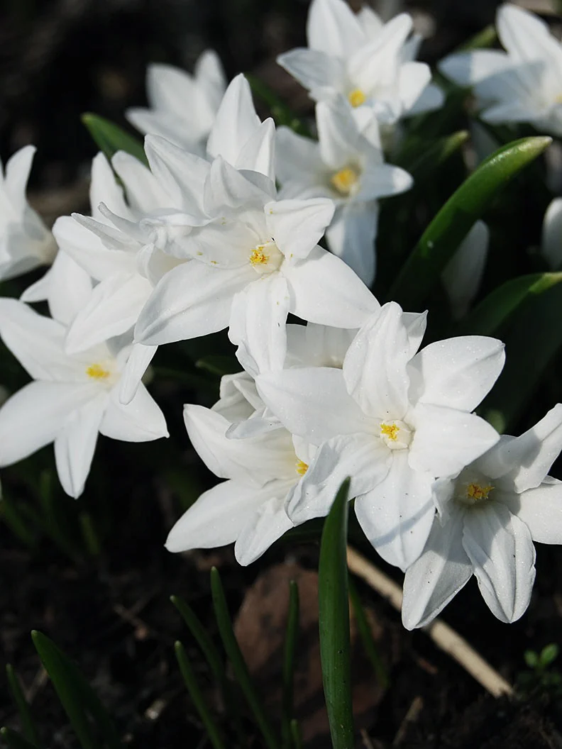 Vårstjärna 'Alba' - Image 3