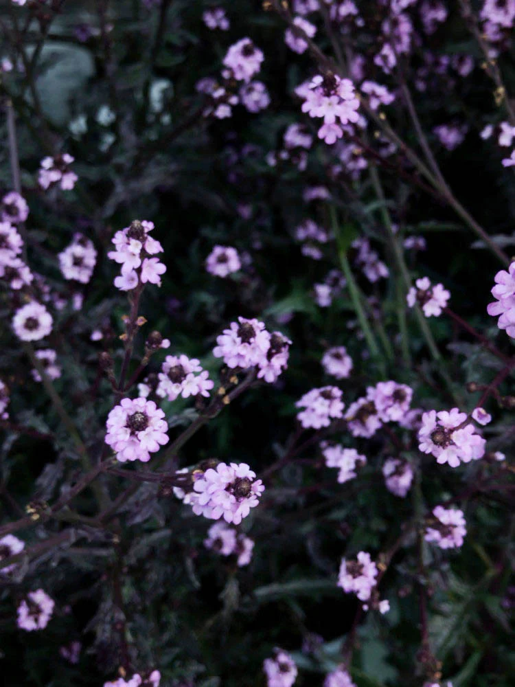 Verbena 'Bampton' - Image 3