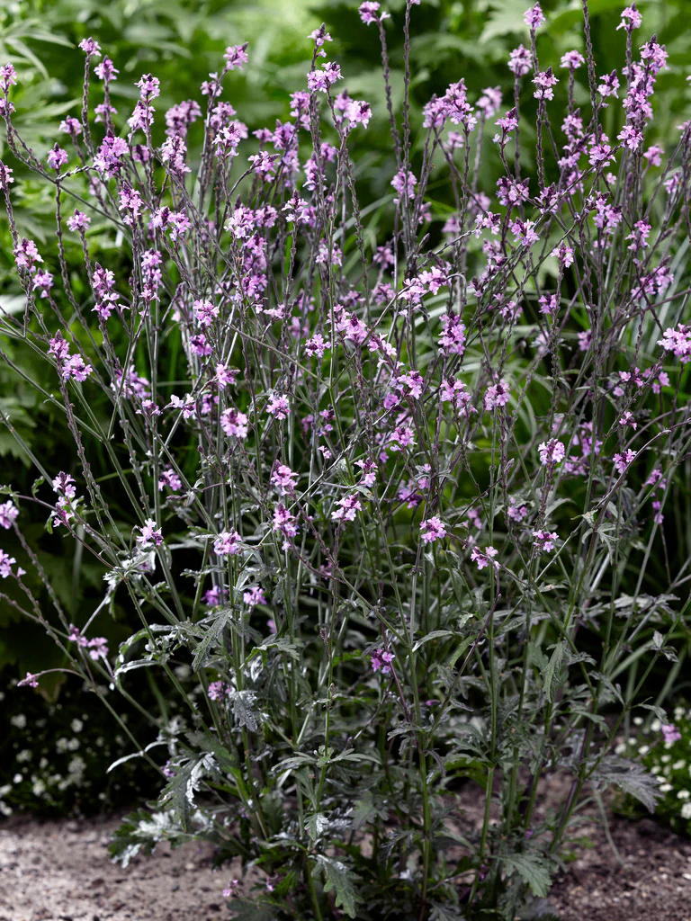 Verbena 'Bampton' - Image 4