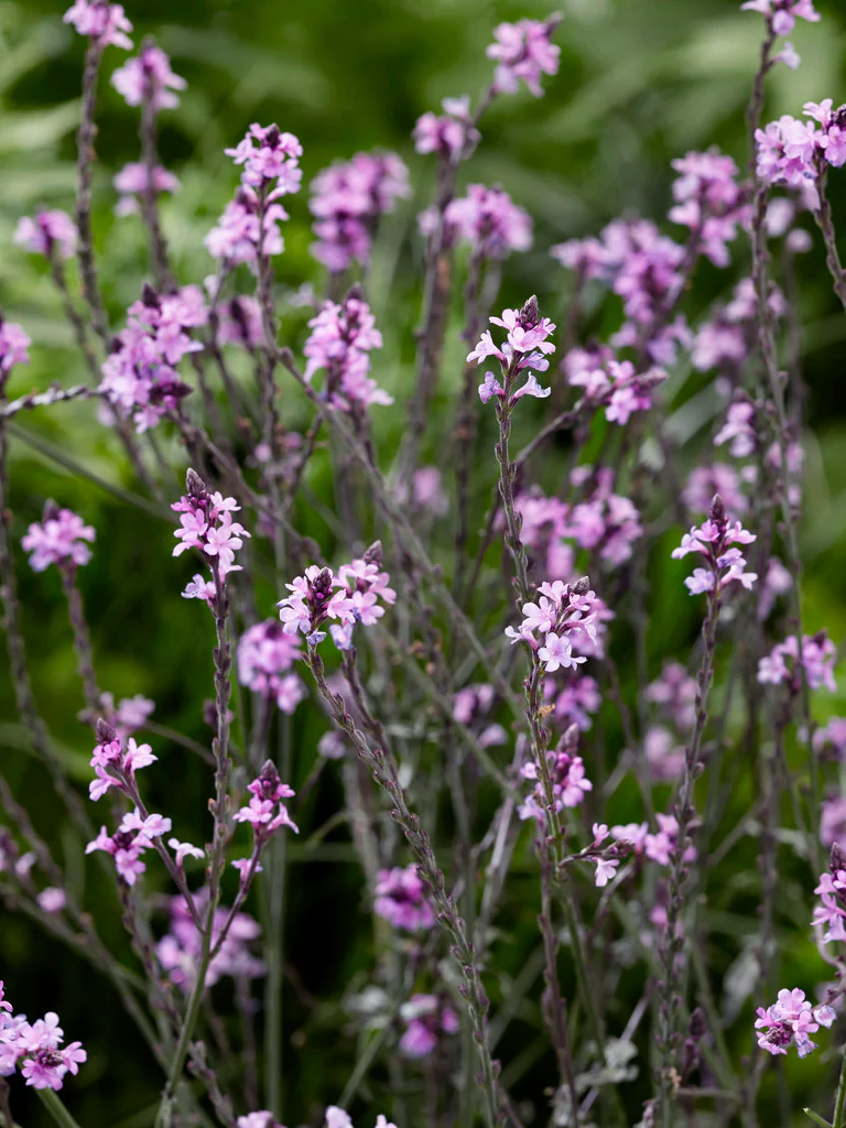 Verbena 'Bampton' - Image 5