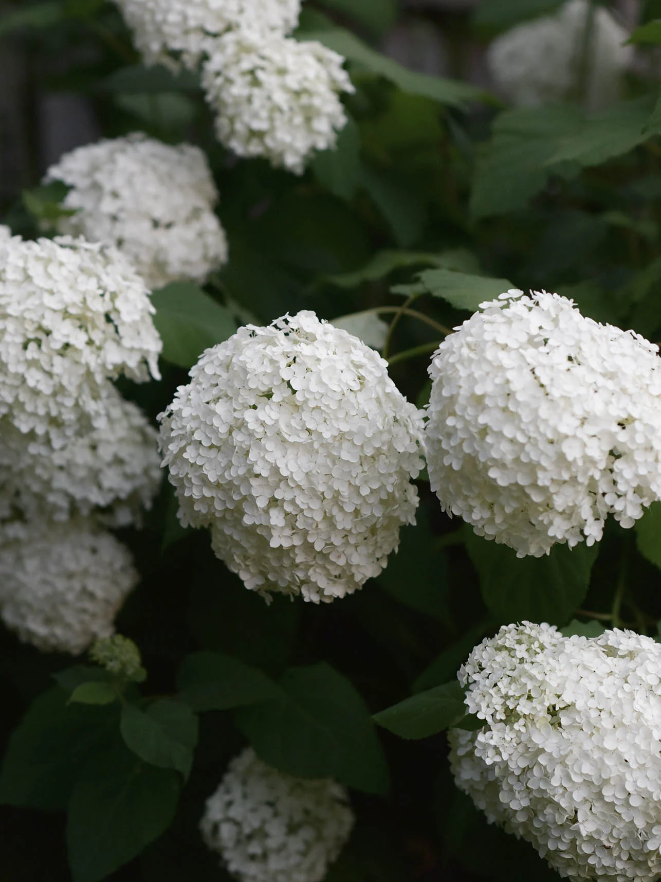 Vidjehortensia 'Annabelle' - Image 3