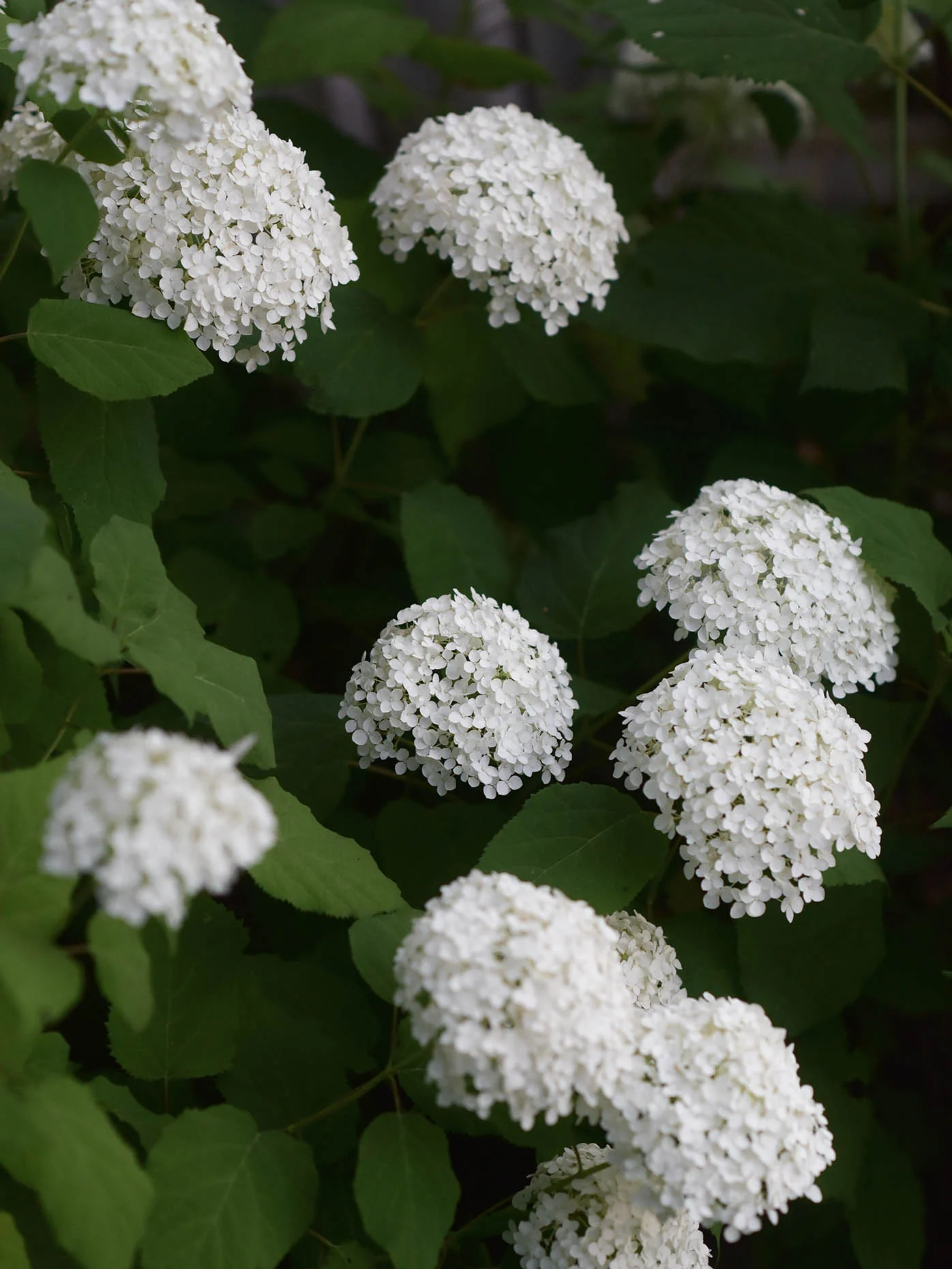 Vidjehortensia 'Annabelle' - Image 4