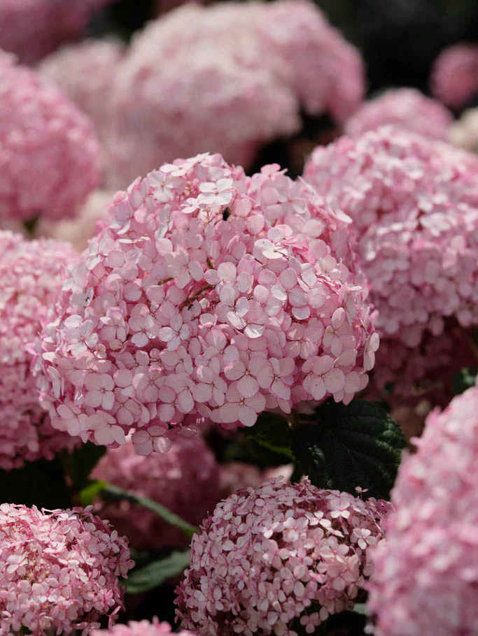 Vidjehortensia 'Invincibelle' (Pink Annabelle) - Image 3