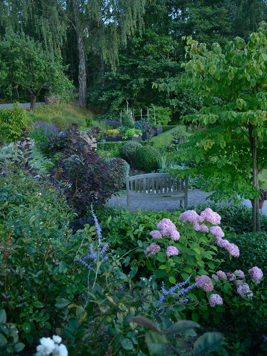 Vidjehortensia 'Invincibelle' (Pink Annabelle) - Image 4