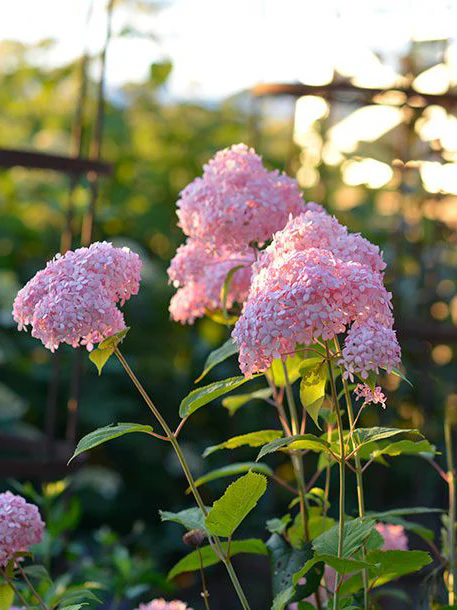 Vidjehortensia 'Invincibelle' (Pink Annabelle) - Image 5