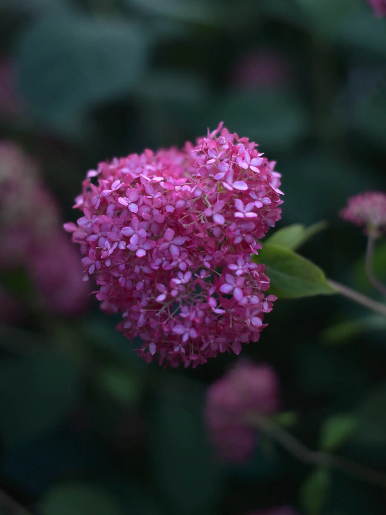 Vidjehortensia 'Invincibelle' (Pink Annabelle) - Image 6