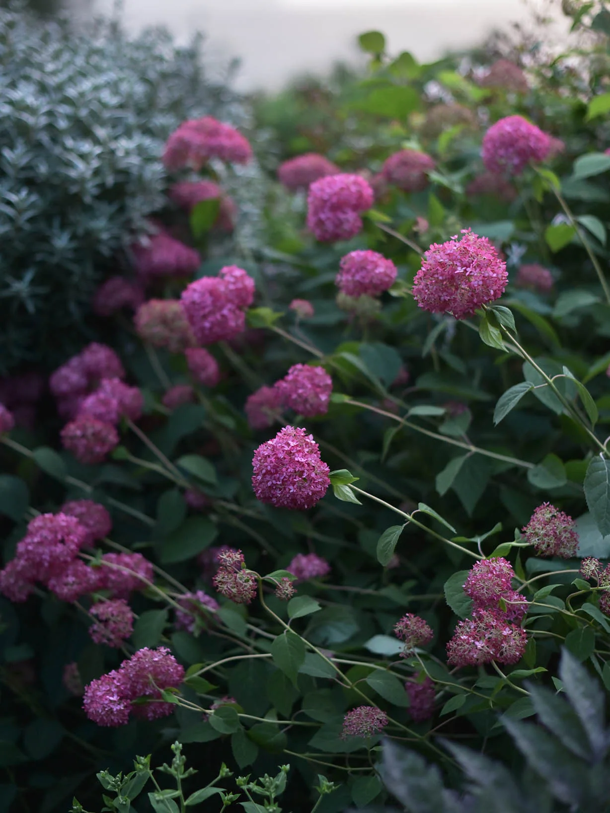 Vidjehortensia 'Invincibelle' (Pink Annabelle) - Image 7