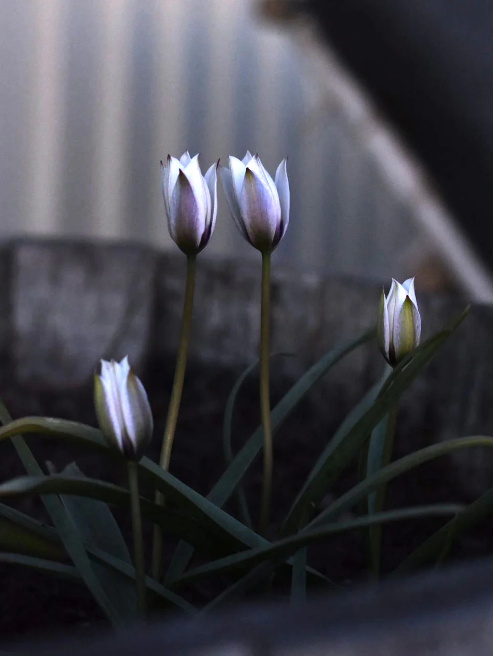 Miniatyrbild 1