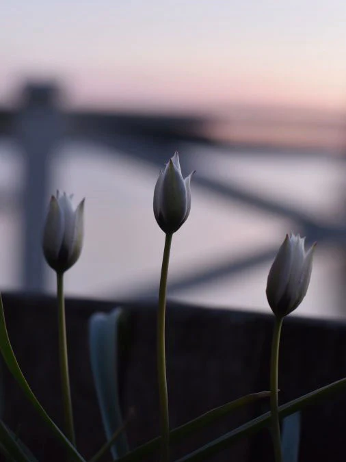 Violtulpan 'Alba Coerulea Oculata' - Image 3