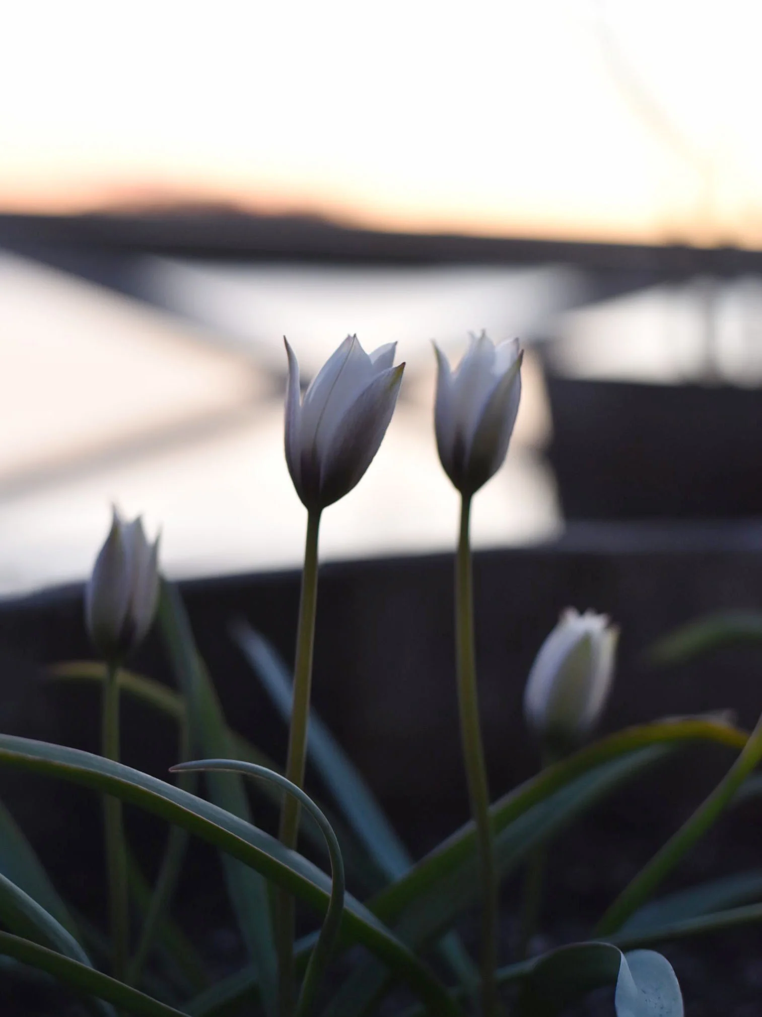 Violtulpan 'Alba Coerulea Oculata' - Image 4