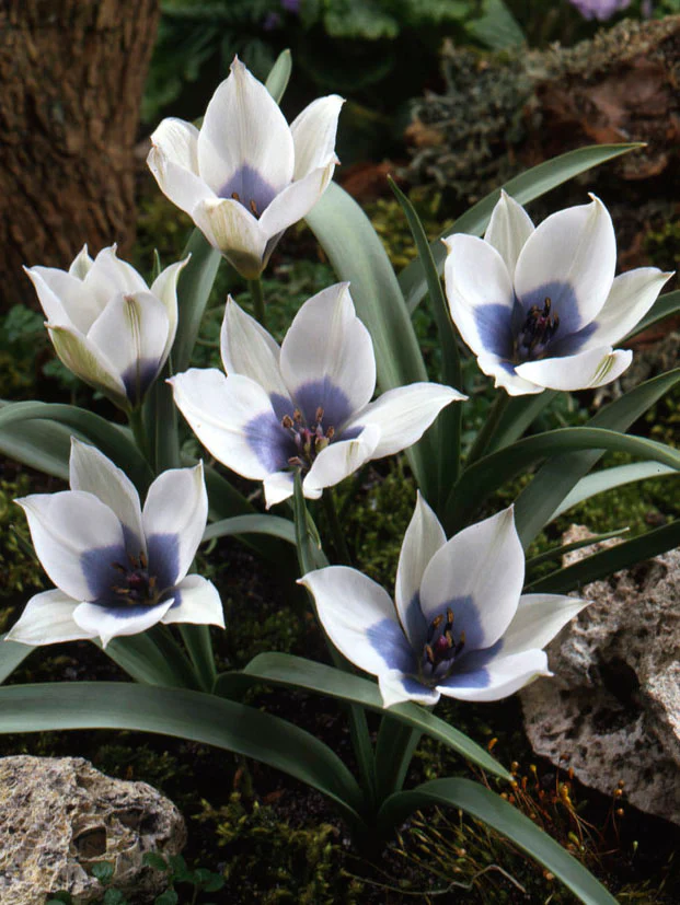 Violtulpan 'Alba Coerulea Oculata' - Image 5