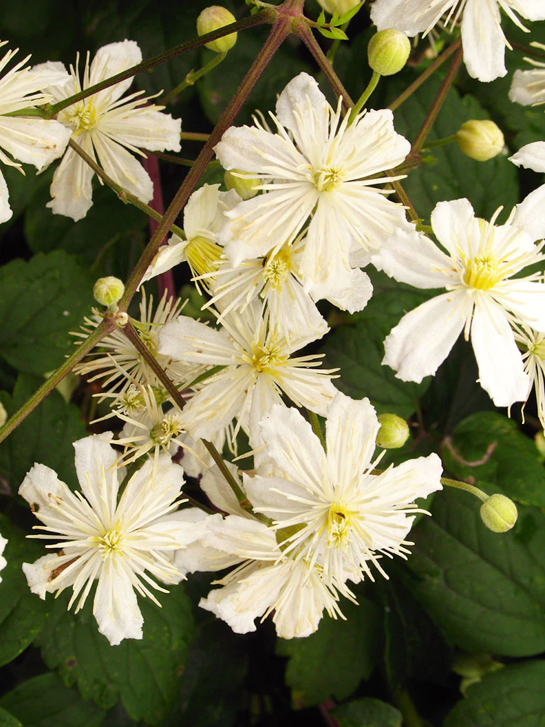 Vitalba-klematis 'Paul Farges' - Image 3