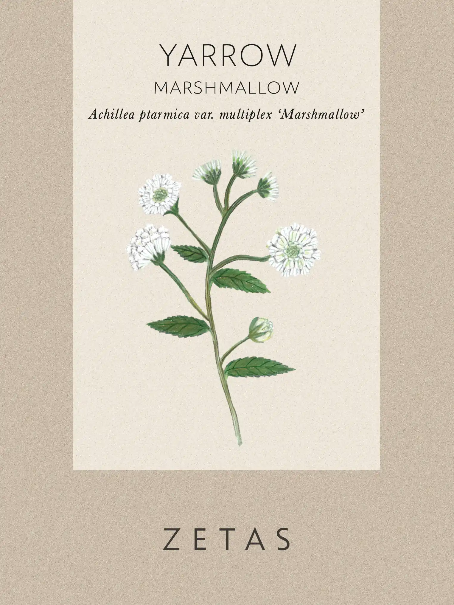 Vitpytta 'Marshmallow' - Image 2