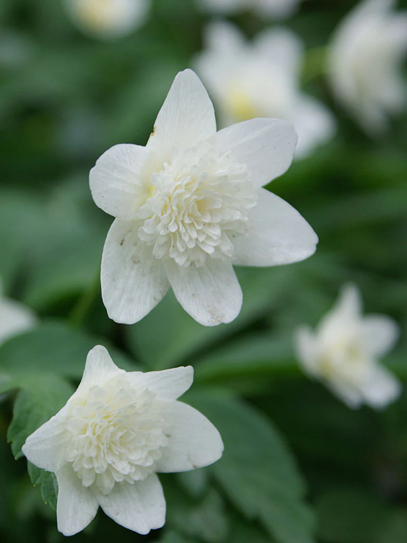 Vitsippa 'Vestal' - Image 3