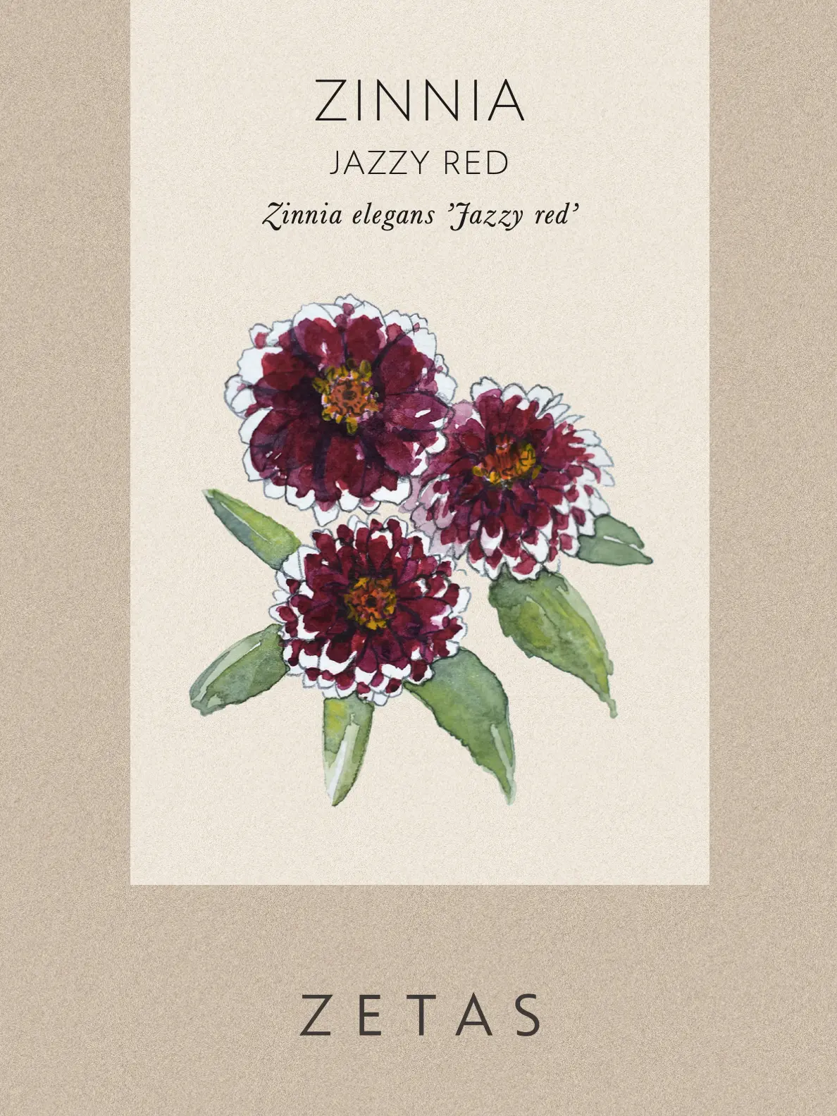 Zinnia 'Jazzy Red' - Image 3