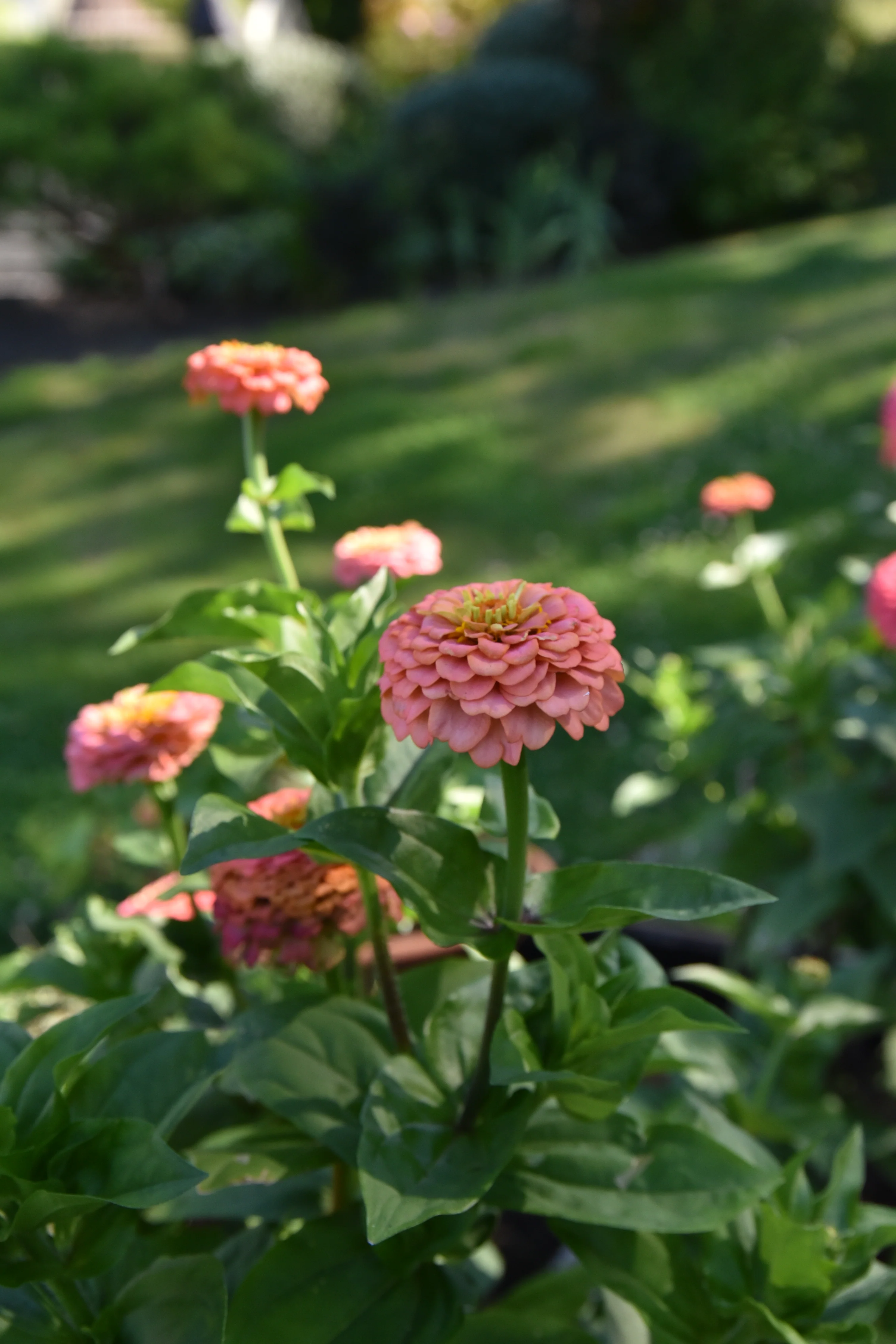 Zinnia 'Oklahoma Salmon' - Image 3