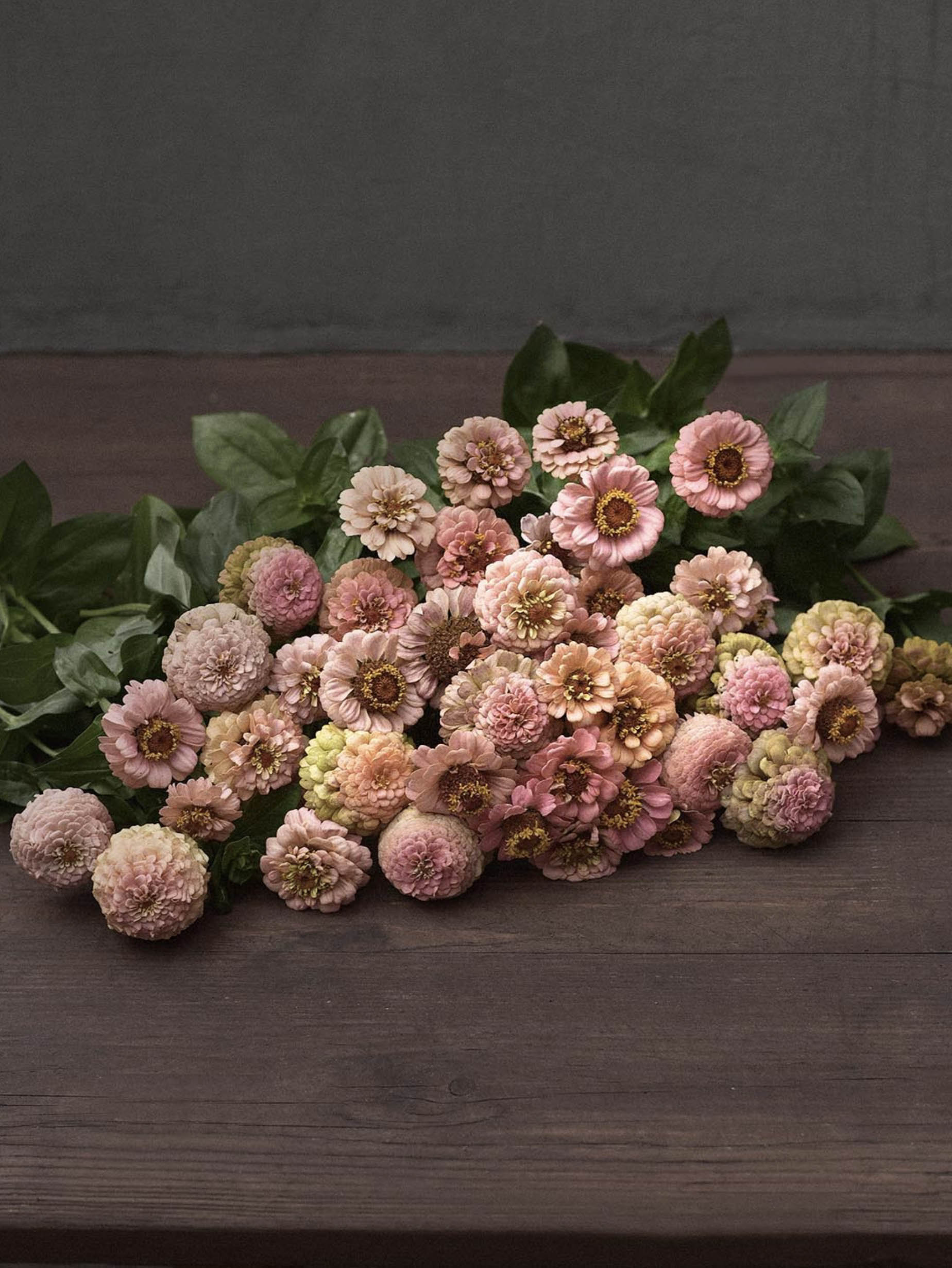 Zinnia 'Oklahoma Salmon' - Image 4