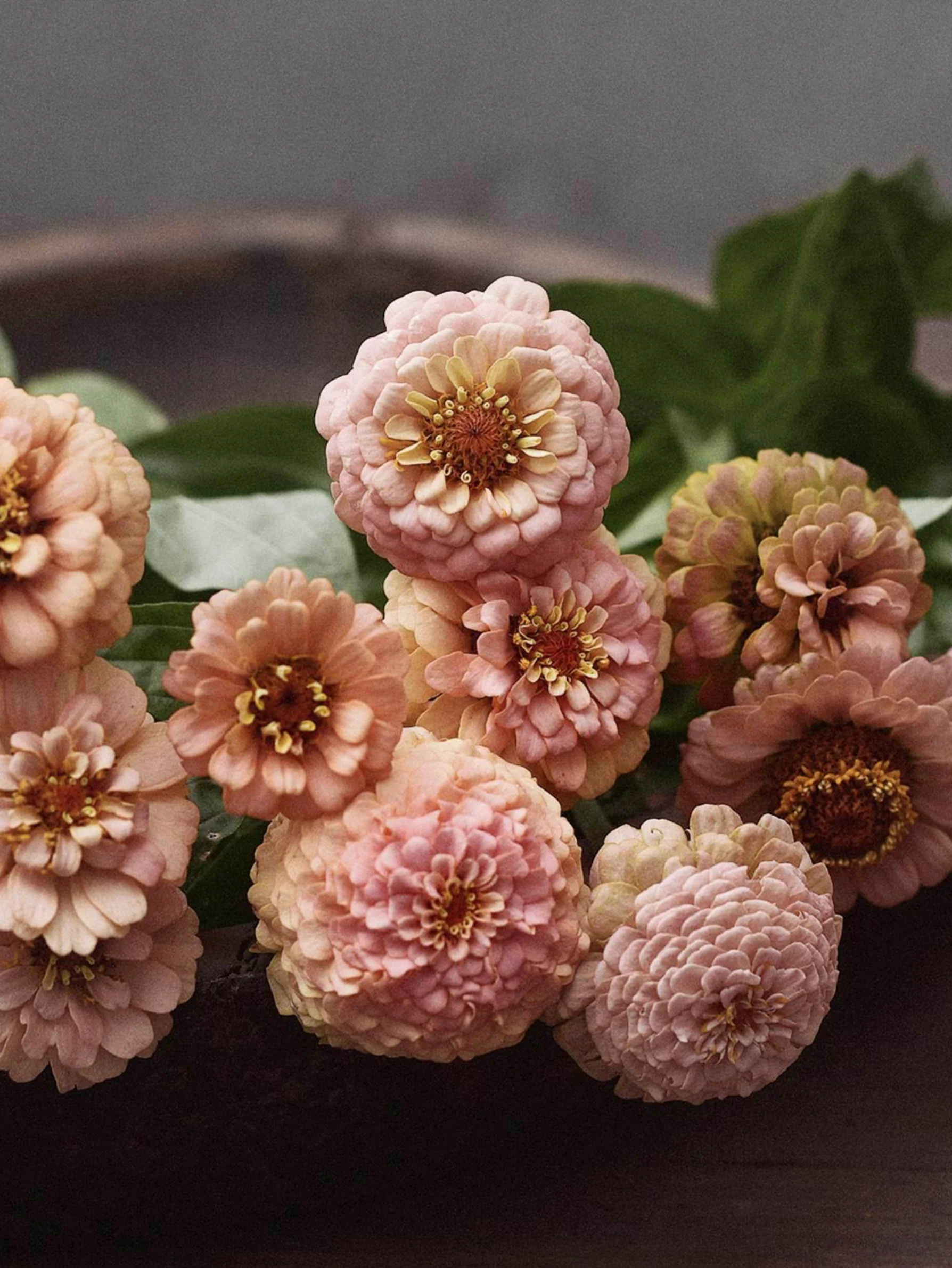 Zinnia 'Oklahoma Salmon' - Image 5